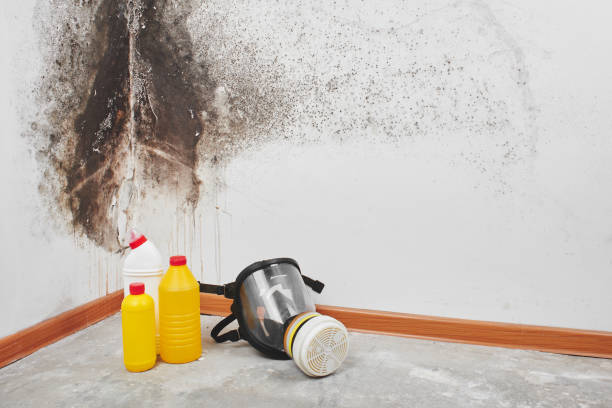 Best Residential Mold Remediation in Rice, TX