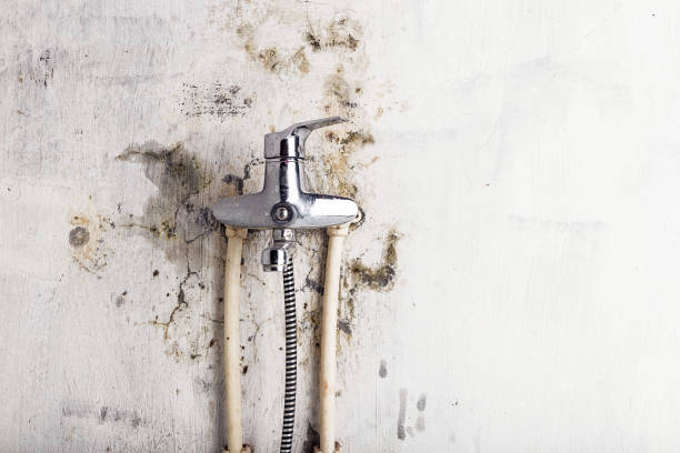 Best Insurance-Related Mold Remediation in Rice, TX