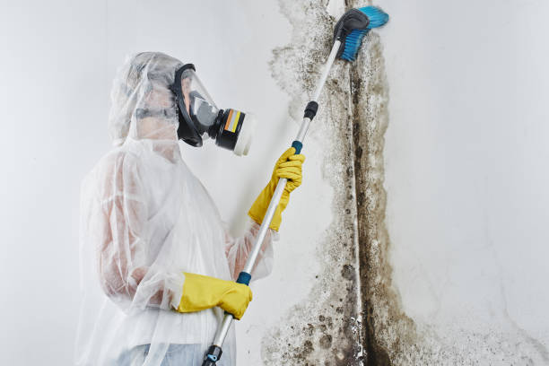 Best Industrial Mold Remediation in Rice, TX