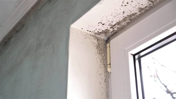Best Residential Mold Remediation in Rice, TX