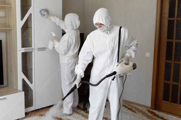 Best White Mold Remediation in Rice, TX